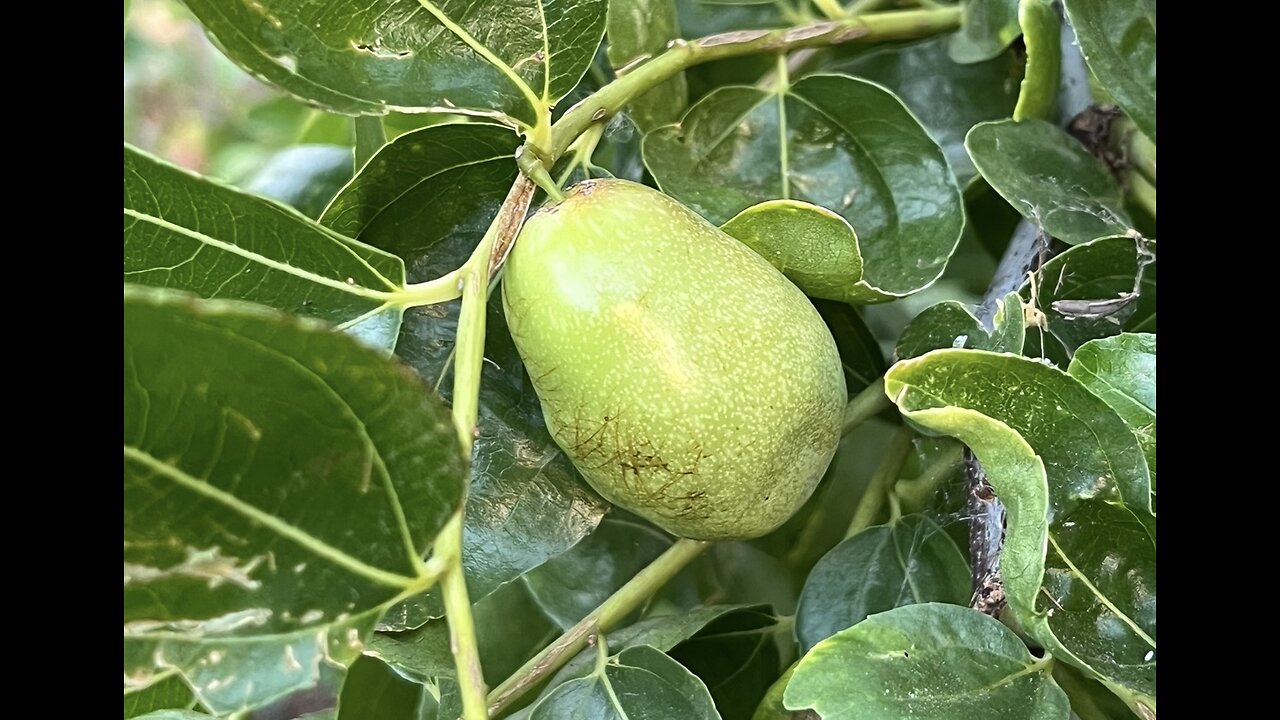 California’s home garden fruit trees