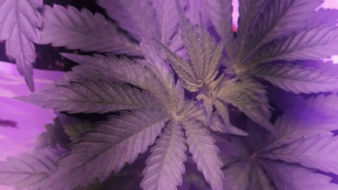 ToDay In The Grow TenT #4