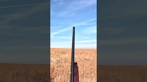 Chasing Bobwhite Quail in the Middle of Nowhere! #quailhunting #birddog #shorts