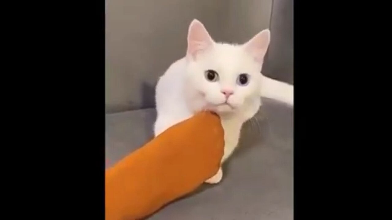 Funny white cats