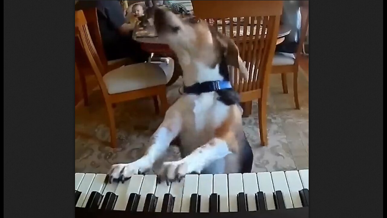 Singing & Playing The Doggy Blues