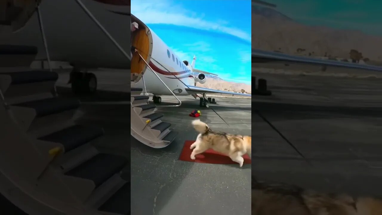 Rich dog has a aeroplane #funnyvideo #petvideos