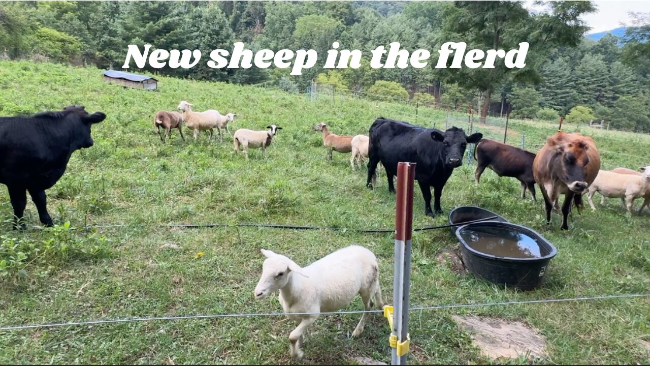 Introducing the Greg Judy Sheep to the Flerd