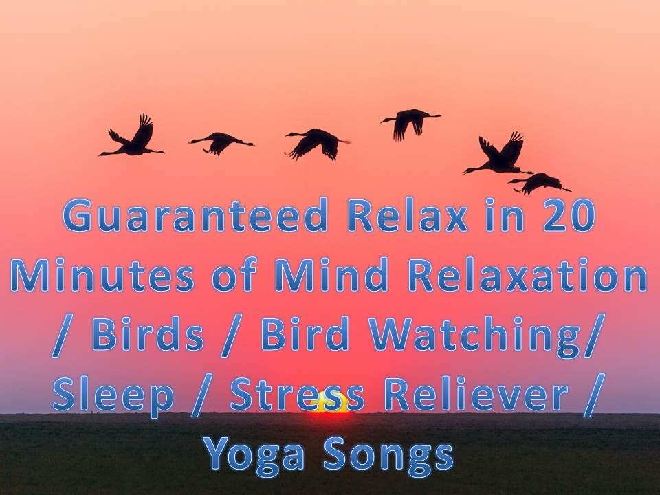 Guaranteed Relax in 20 Minutes of Mind Relaxation / Bird / Bird watching / Sleep / Stress Reliever