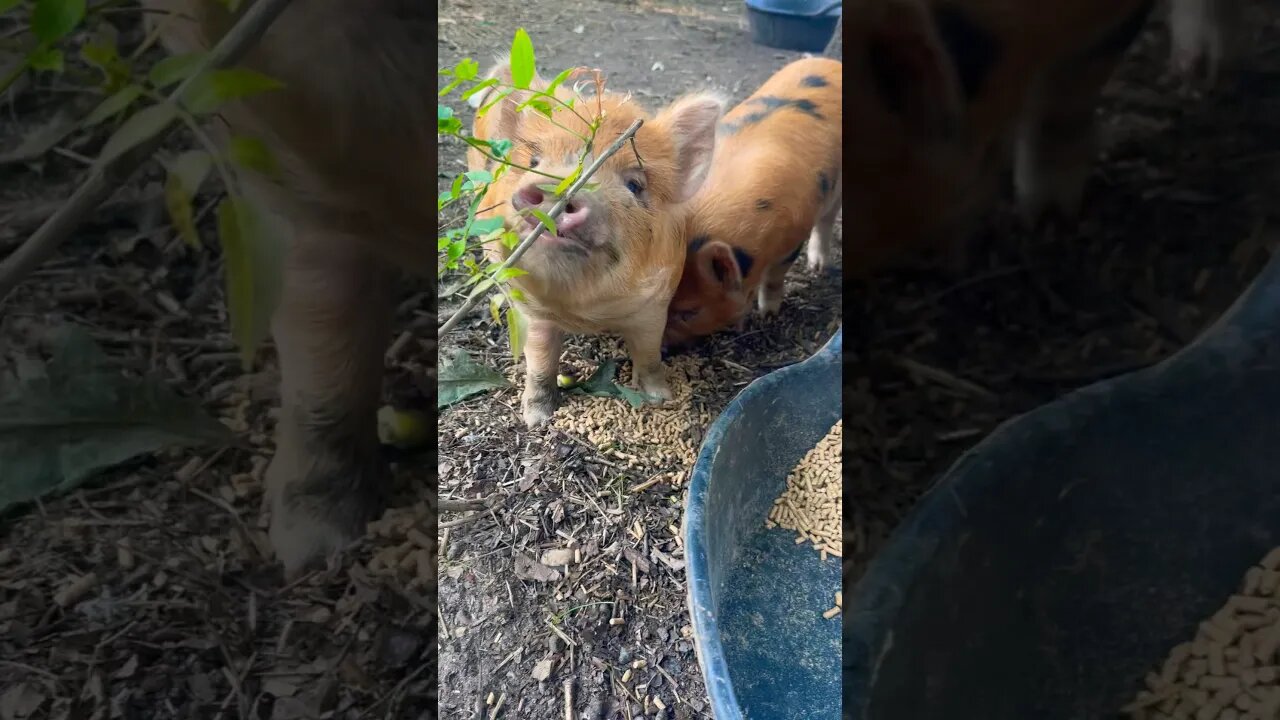 MORNING CREW🐷 #piggy #kunekune #farmanimals #homestead #farm #foryou #asmr #reels #fyp #pigs