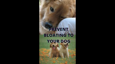 dont go to a vet. You can prevent Bloating in Dogs