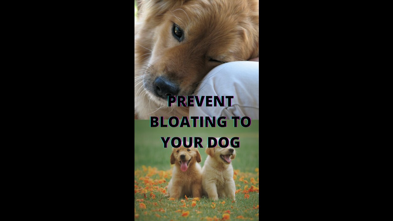 dont go to a vet. You can prevent Bloating in Dogs