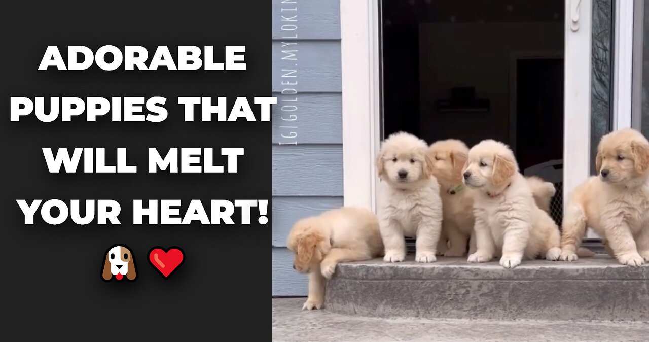 Adorable Puppies That Will Melt Your Heart! 🐶❤️