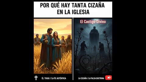 ¿Por qué hay tanta cizaña en la iglesia según la Biblia? 🇪🇸
