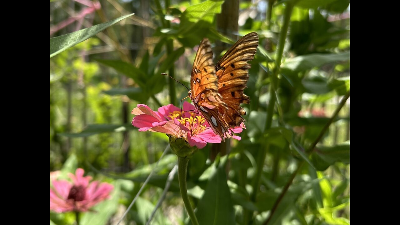 Southeast Texas Backyard Wildlife 131