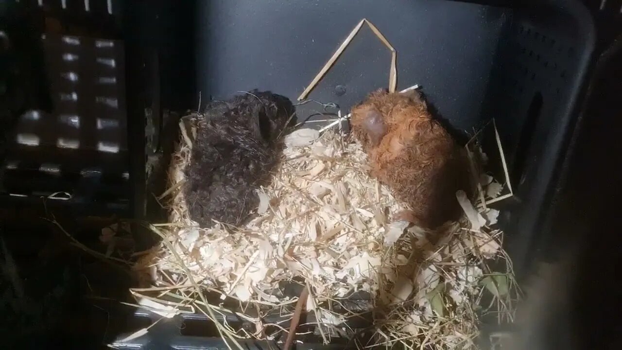 Just born Guinea Pigs. Dark chocolate and gold chocolate Lunkarya cavias pasgeboren babies piglets