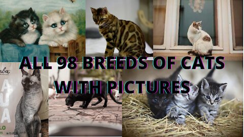 98 breeds of cats with pictures