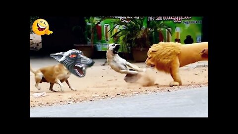 Troll Prank Dog Funny & fake Lion and Fake Tiger Prank To dog ,Huge Box Prank.Troll Video,Ep60_Troll