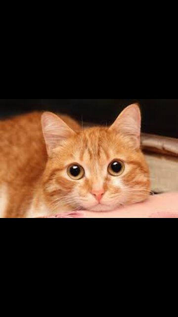 Cat cat vs cat funny