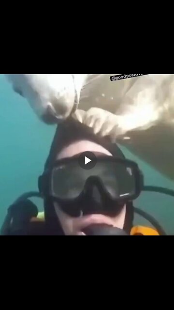 This story is probably a colossal load of nonsense but I can’t stop laughing at it.