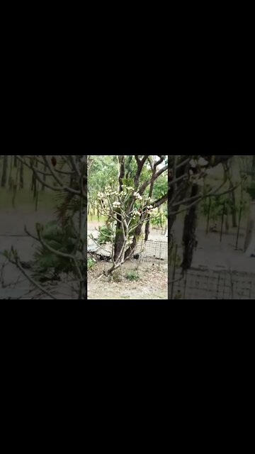 Rainbow Lorikeets in the Frangipani tree 25th October 2022