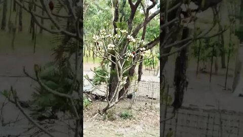 Rainbow Lorikeets in the Frangipani tree 25th October 2022