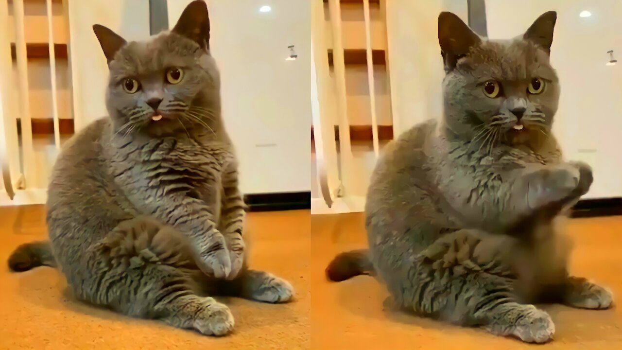 Some Strange Rabbitš¤
