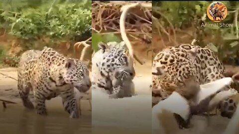 Nature's Apex Predator: Jaguar vs. Crocodile!