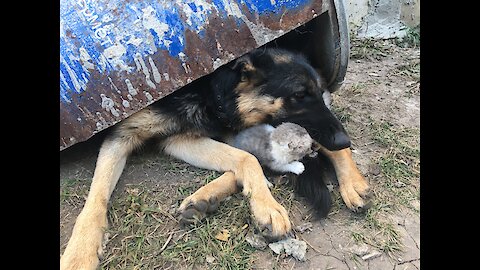 Gerd's dog gently care for little kittens