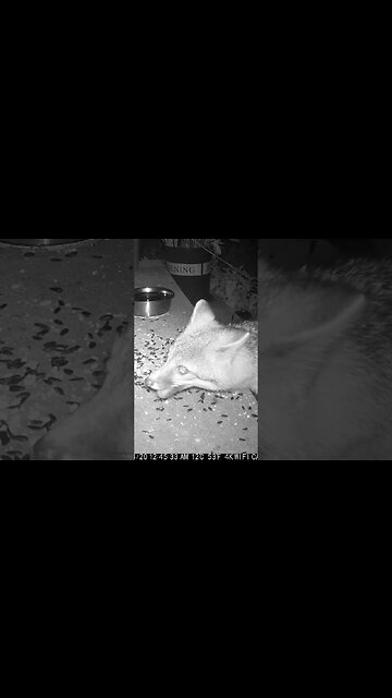 The Fox Loves Birdseed! 🦊