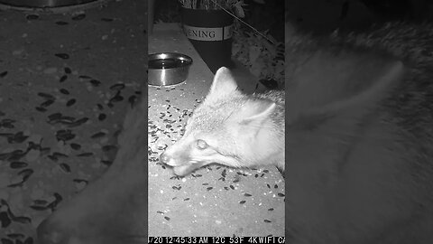 The Fox Loves Birdseed! 🦊