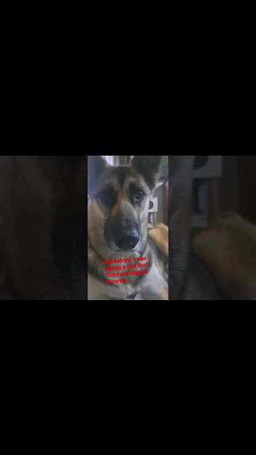 Maple Chose Violence Today #shorts #dog #dogs #sweetdog #dogsworld #doggo #cutedogs #shespky