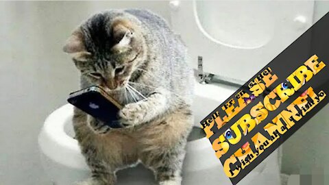 The best funny animals faces cute funny cat funniest animal