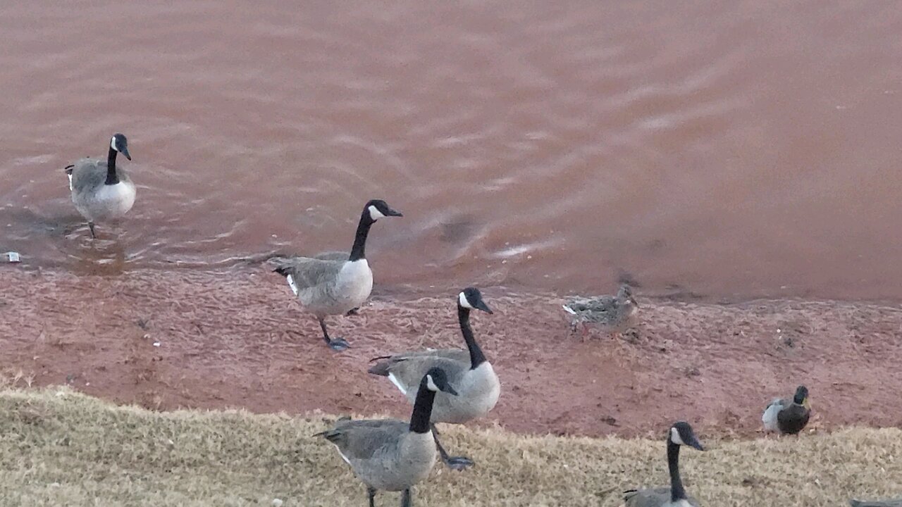The pond
