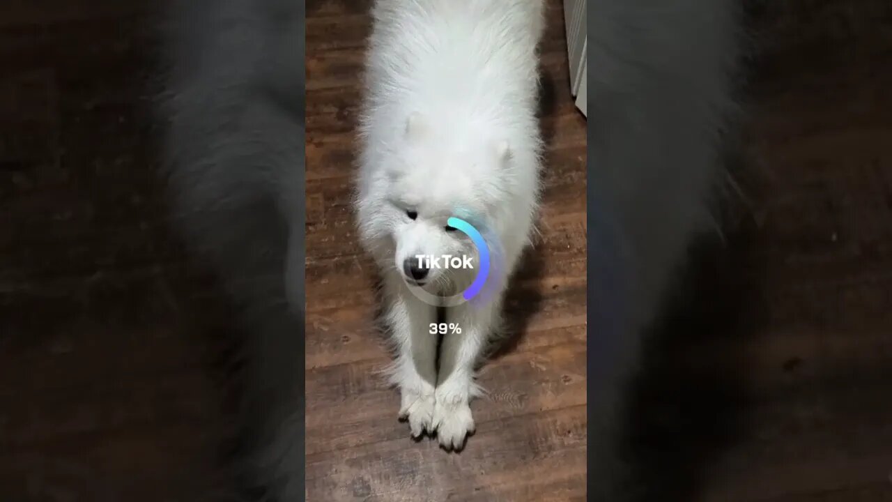 AI Thinks My Dog Is A CAT 😱 #cute #dog #cat #ai #chatgpt #samoyed #shortsfeed #shorts