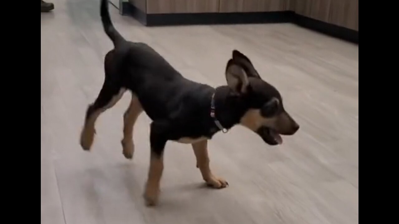 Amazing! Dancing puppy - Try not to laugh