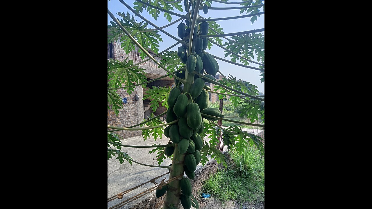 papaya