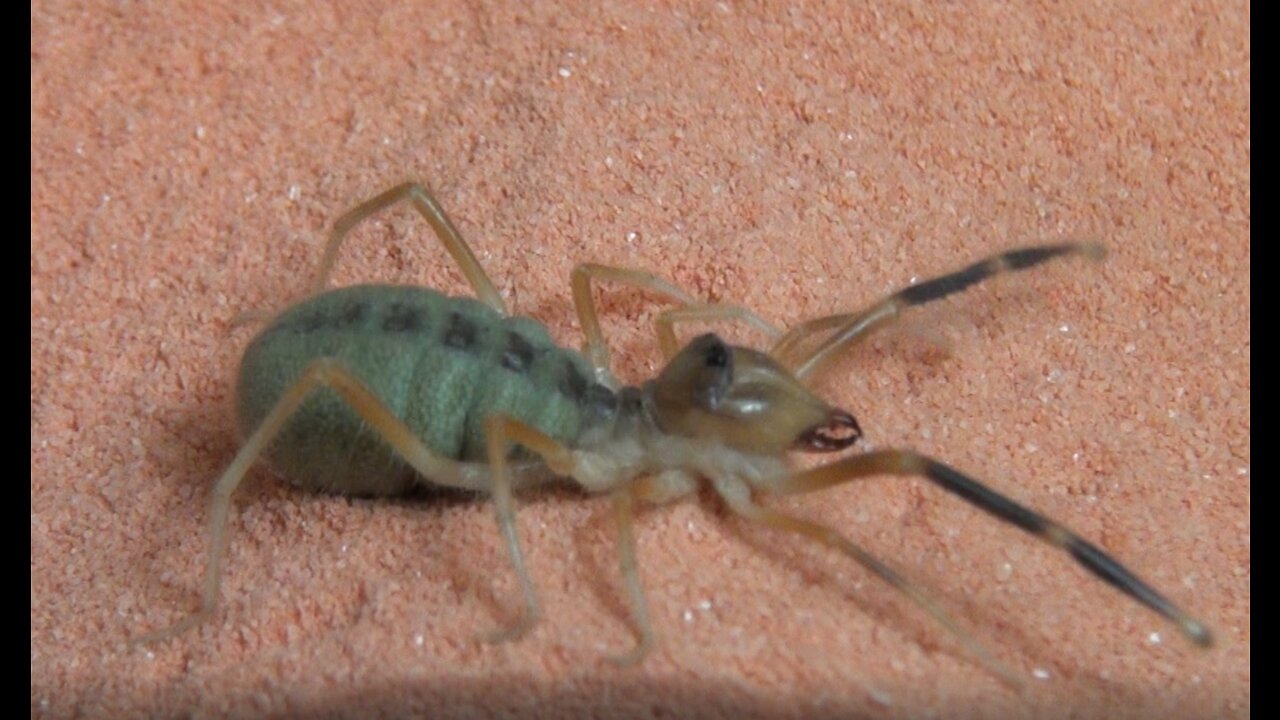 Camel Spider from Iraq Unboxing a Huge Spider