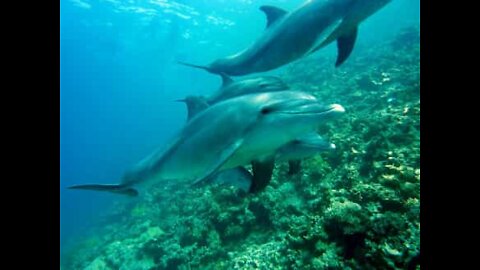 School of dolphins visit swimmers on New Zealand beach