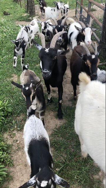 LITTLE GOAT HERD : )