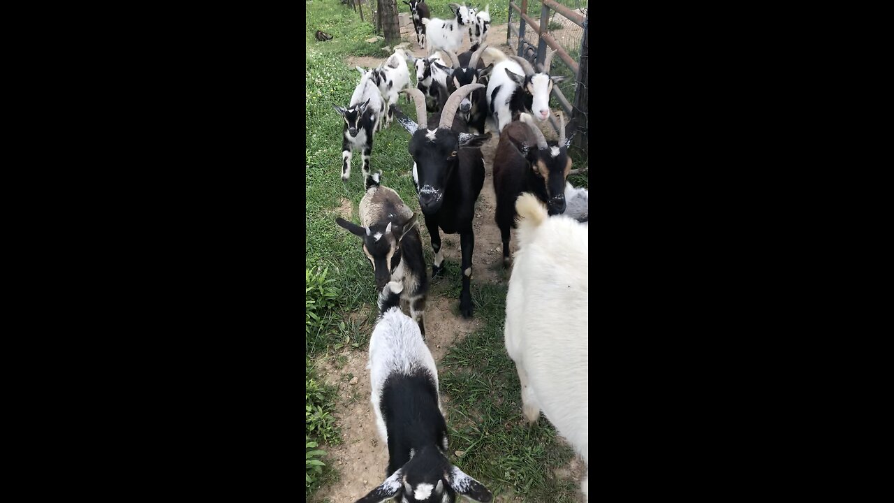 LITTLE GOAT HERD : )