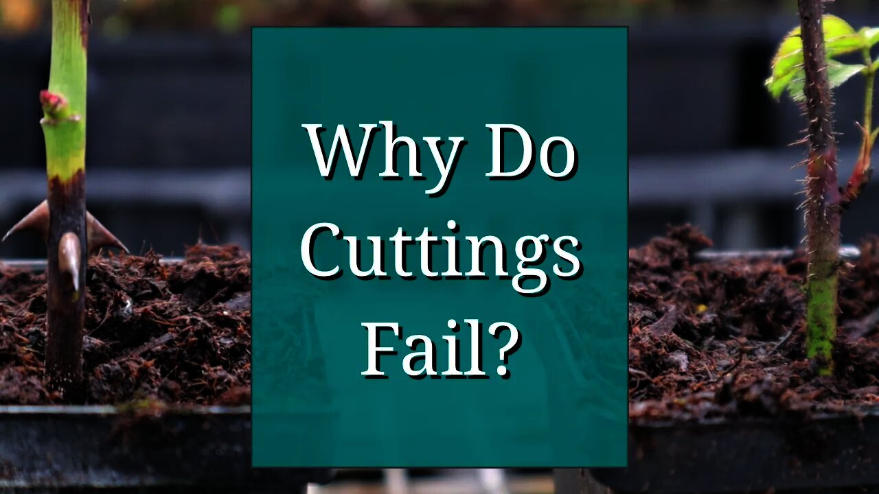 Why Do Cuttings Fail? Propagation Tips