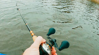 Largemouth bass Attacks my Spinnerbait!