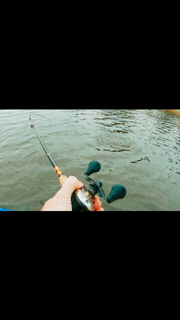 Largemouth bass Attacks my Spinnerbait!