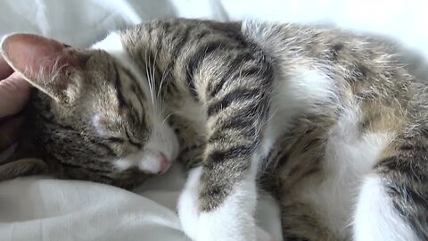 Small Sleepy Tiger Scratches His Little Nose