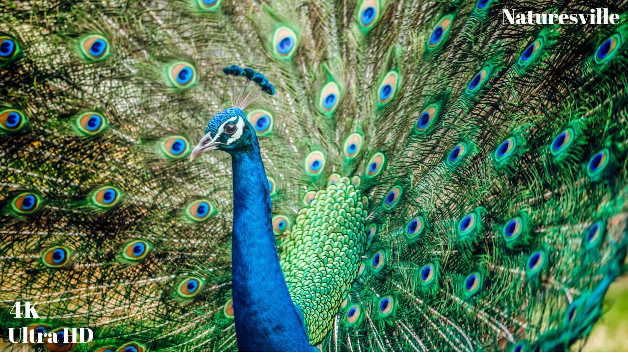 Peacocks. Peacock Dance Display. Peacocks Opening Feathers With Soothing Music. Relaxation