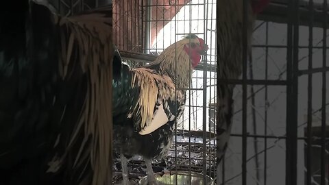 Beautiful young rooster