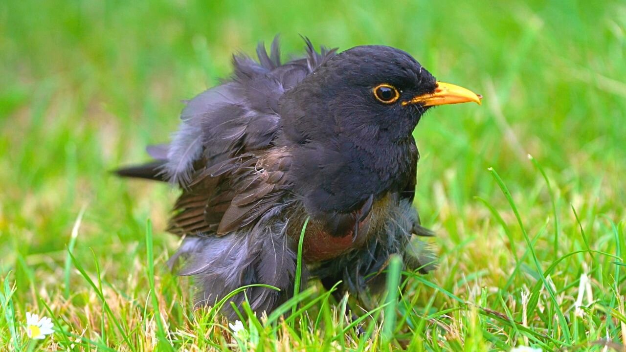 Molty the Blackbird is in Really Bad Shape and He's Not Getting Any Better