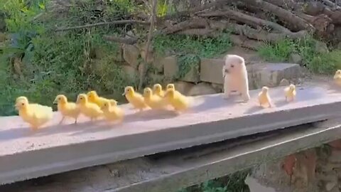 Puppy And Ducklings…