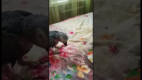 #shorts Смешные животные из Тик Ток 69 Funny animals from Tik Tok