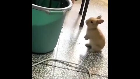 Funny animals video