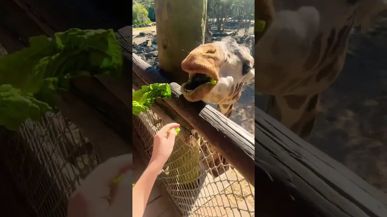 Giraffe Feeding