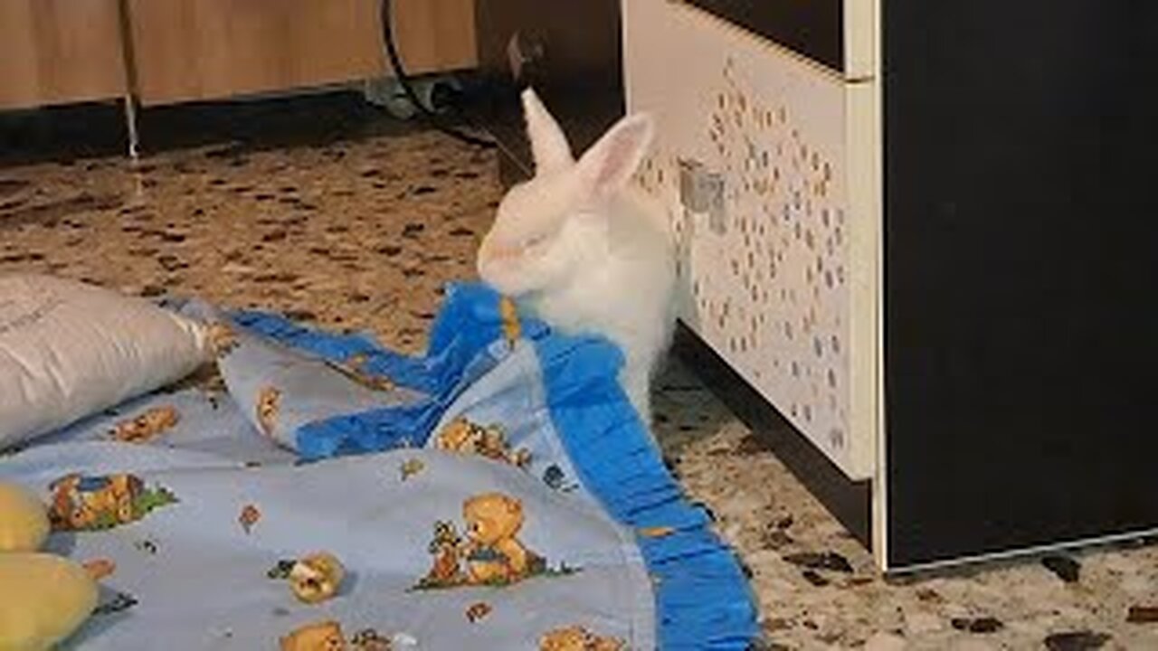 When Every Body is Busy in My Rabbit is Busy in his Work 😂😂