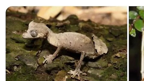 Uroplatus phantasticus