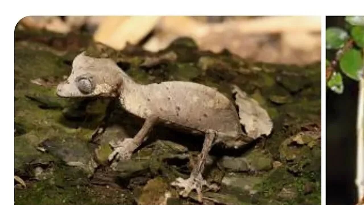 Uroplatus phantasticus